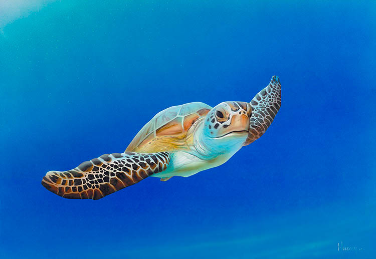 Stephen Muldoon Sea Turtle in Flight (Large) (SN)
